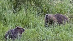El castor acelera su avance por la cuenca del Ebro y se detecta por primera vez en Catalunya
