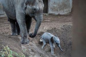 Canada must end the captivity of elephants, great apes and big cats