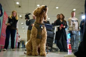 Special Greek flight airlifts pets and their owners from war-hit Mideast