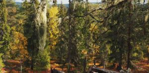 Sweden’s ‘old‑growth’ natural forests store 83% more carbon than managed woodlands – new study