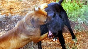 Cane aggredisce un collie e stacca il dito a una signora