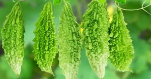 How to Grow Bitter Gourd at Home: A Simple Step-by-Step Guide for Beginners