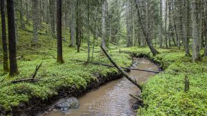 Politiikka | Lukijalta: Metsähallitus kunnioittaa poliittista päätöstä ja toimii sen mukaisesti