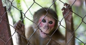 Getting Used to Bad Things Is Bad for Your Health