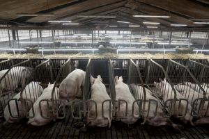 Tidligere chefkonsulent i Dansk Erhverv: Vi skal indse, at svinefabrikkernes tid er forbi