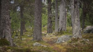 Oerbossen zijn nog veel beter in het opslaan van CO2 dan wetenschappers dachten