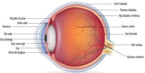 Göz kendi içine çöktüğünde,Göz küresi dengesini kaybeder