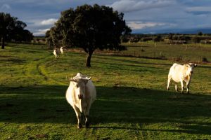 Vivir en 'la entrecana zona media'