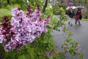 Les vents légers qui caressent les lilas