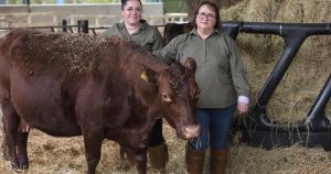 How a Norfolk farm's 'hobby' herd turned into a thriving family butchery business