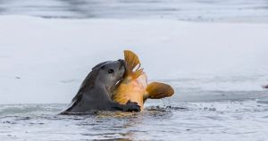 A spectacular day with an otter