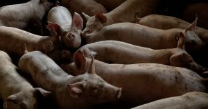 De borgerlige er nødt til at se forholdene for danske svin i øjnene. Og gøre noget ved det