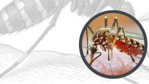 Dengue in Friuli Venezia Giulia: cos’è e cosa dobbiamo sapere sulla “febbre spaccaossa”