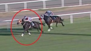 Smart Latch'tan Fancy'e iki at, iki farklı hayat