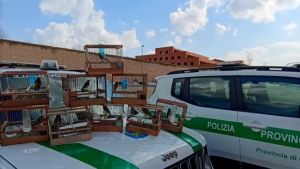 Cardellini catturati e accecati per farli cantare meglio, blitz nel Casertano