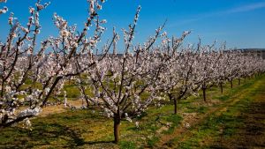 Kajsije procvetale prerano, voćari se nadaju da neće biti mraza