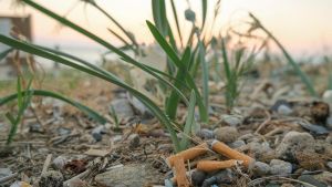 Mozziconi di sigaretta: cos’è il littering e perché fa male all’ambiente /