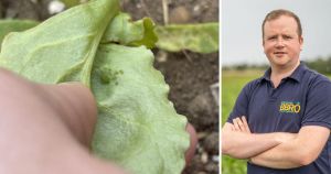 Camouflage, scents and genetics - how science can help farmers defeat crop virus