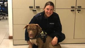 Pitbull semina il panico in centro a Cittadella: lo ferma un agente di quartiere