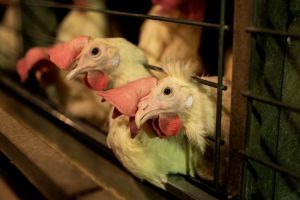 Dyrlæge: Her er faktisk en aktuel krise, vi som enkelt­individer direkte kan påvirke