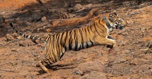 How One Tigress Is Helping Bring Tigers Back to Maharashtra’s Sahyadri Forests