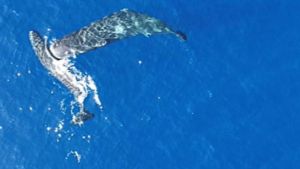 Erstmals gefilmt: Pottwale nutzen Kopf als Rammbock