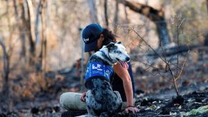 Held der Buschfeuer - Koala-Spürhund Bear geht in Ruhestand