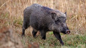 ‘കപ്പ കുത്തി മറിക്കുന്നവനെ കൊത്തിയരിഞ്ഞ് കപ്പയ്ക്ക് കറിയായി കൂട്ടും!’