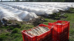 Weniger deutscher Spargel – Importe steigen