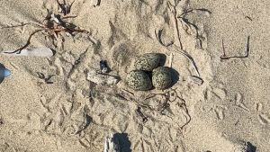 Spiaggia di Bibione recintata per proteggere le uova di fratino