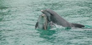 How dolphins communicate – new discoveries from a long‑term study in Sarasota, Florida