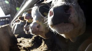 Talous | Lukijalta: ETT tukee toimialaa eläintautiriskien hallinnassa ohjeistuksella ja yhteistyöllä