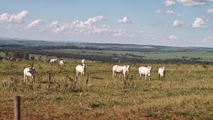 Maatalous | USA:n maatalous kyntää syvällä, Brasilia nousee