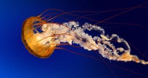 Doing a deal with a jellyfish