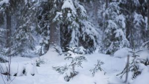 Maanomistus | Metsä on mahtava sijoitus omakotitaloon verrattuna