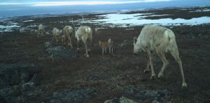 Canada’s migratory caribou are under threat. Will we act before it’s too late?