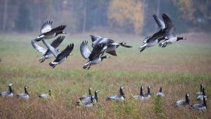 Politiikka | Miksi ihmeessä valkoposkihanhet myöhästyttävät ruokalakia? Kyseessä on erikoinen kytkykauppa