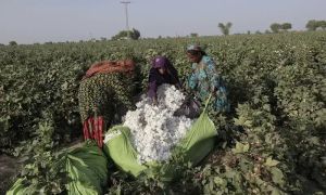 Pakistan’s cotton crisis worsens amid delay in research bodies’ merger