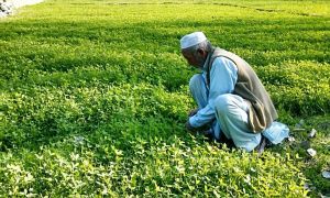 Fertiliser sector on edge amid Gulf crisis