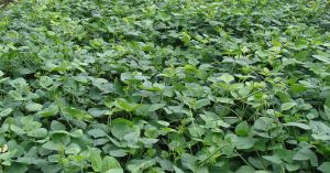 8 Fast-Growing Summer Crops That Cut Risk & Boost Farmers’ Income