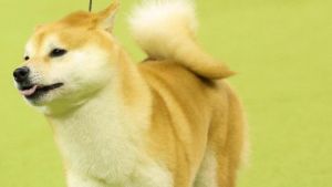 Bimbo morso dal cane: proprietario condannato a risarcire 15mila euro