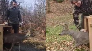 Caprioli nell’autodromo del Mugello: 18 esemplari catturati e liberati nei boschi