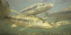 The world’s great fish migrations are collapsing – that’s a problem for millions of people