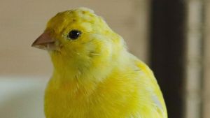 Kanarienvogel auf Abwegen - Lastwagenfahrer stellt den Vogel zum Lüften im Käfig auf Rastplatz ab