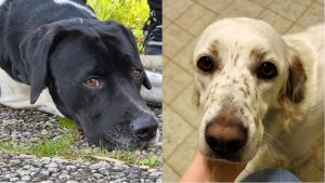 Firenze, pranzo benefico per i cani in cerca di adozione