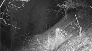 Il raro avvistamento dell'istrice sui Colli Euganei: le immagini della fototrappola