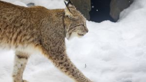 Erä | Lukijalta: EU sallii kiintiömetsästyksen kannanhoidon työkaluna