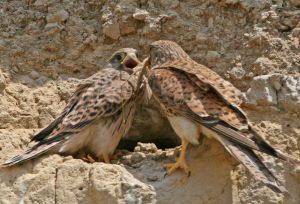 Road racket killing the mood for birds breeding in half of Israel’s open spaces – study