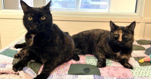 'Wonderful girls' still searching for forever home after two years at sanctuary