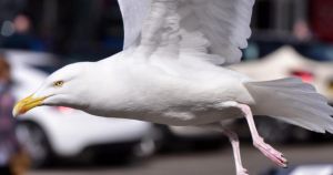 Thousands disappointed after flocking to coast to see ultra-rare bird